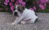 chiots bouledogue
