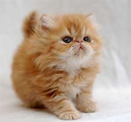 jolie chatons persans pour adoption