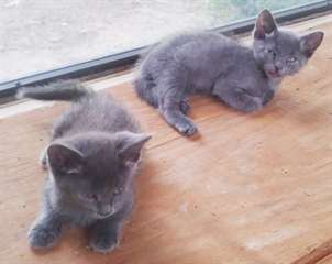 jolie chatons russe blue pour adoption