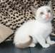 jolie chatons siames pour adoption - photo 1