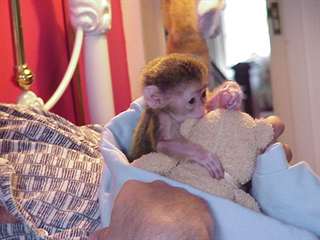 Jolis b&#233;b&#233;s singes capucins pour adoption.