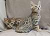 Magnifiques Type Chatons Savannah