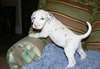jolie chiot dalmatien  pour adoption