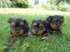 Chiots yorkshires