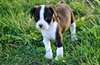 Deux chiots doux Male & femelle Boston Terrier