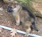 Deux chiots doux de berger allemand Male & femelle