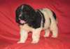Deux chiots doux Newfoundland Male & femelle