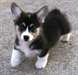 Deux chiots Welsh Corgi de doux Pemborke Male & fe