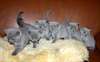 poils longs et poils courts chatons britanniques &#224; - photo 1