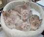 chatons birmans &#224; vendre - photo 1