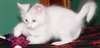 chatons Angora turc &#224; vendre - photo 1