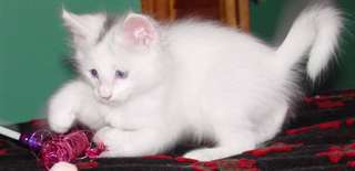 chatons Angora turc &#224; vendre