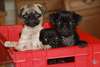 SUPREBES CHIOTS CARLIN