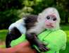 Disponibles la vente adorable singes capucins, (va