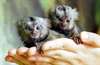 Singes marmoset adorable &#224; vendre, (vaccin&#233;s, anim - photo 1