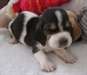 mignon Basset Hound chiots mâles et femelles