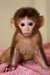 Disponibles la vente adorable Macaque rhésus, (vac