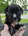 good looking chiots Boxer