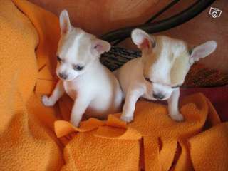 A donner superbe Chiots mini type chihuahua