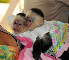 deux singe capucin pr&#234;t pour la vente