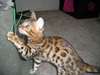 Chatons bengal mâles et femelle disponibles LOOF