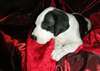 Pur Race Great Dane chiots à vendre