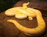python birman albinos