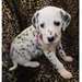 Chiots dalmatiens à vendre