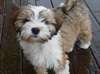 Chiots Terrier tib&#233;tain &#224; vendre - photo 1