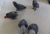 Perroquets gris africains b&#233;b&#233; &#224; vendre... - photo 2
