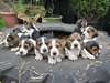 Beaux chiots Beagle - photo 1