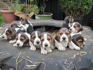 Beaux chiots Beagle
