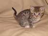 adorables chatons savane pour adoption