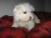 recherche un bichon maltais miniature