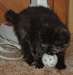 deux adorables chatons tortue pour adoption