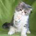 adorables chatons exotic shorthair pour adoption