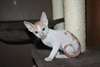 deux adorables chatons deven rex  pour adoption