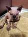 deux adorables chatons devon rex  pour adoption
