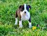 deux adorables chiotsboston terrier  pour adoption