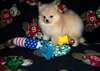 deux adorables chiots pomeranien pour adoption