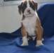 deux adorables chiots boxer male&fem pour adoption