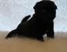deux adorables  chiots pug pour adoption