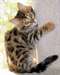 Beaux chatons bengal disponible pour adoption