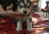 Charmant bebe HUsky