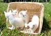 Magnifique chatons turc