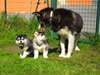 Magnifiques chiots Husky de sibérien a donner.