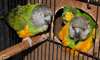 deux adorables perroquets senegalais pour adoption