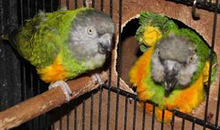 deux adorables perroquets senegalais pour adoption