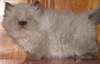 deux  jolies chatons himalalya pour adoption