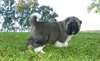 deux  joiles  chiots akita pour adoption